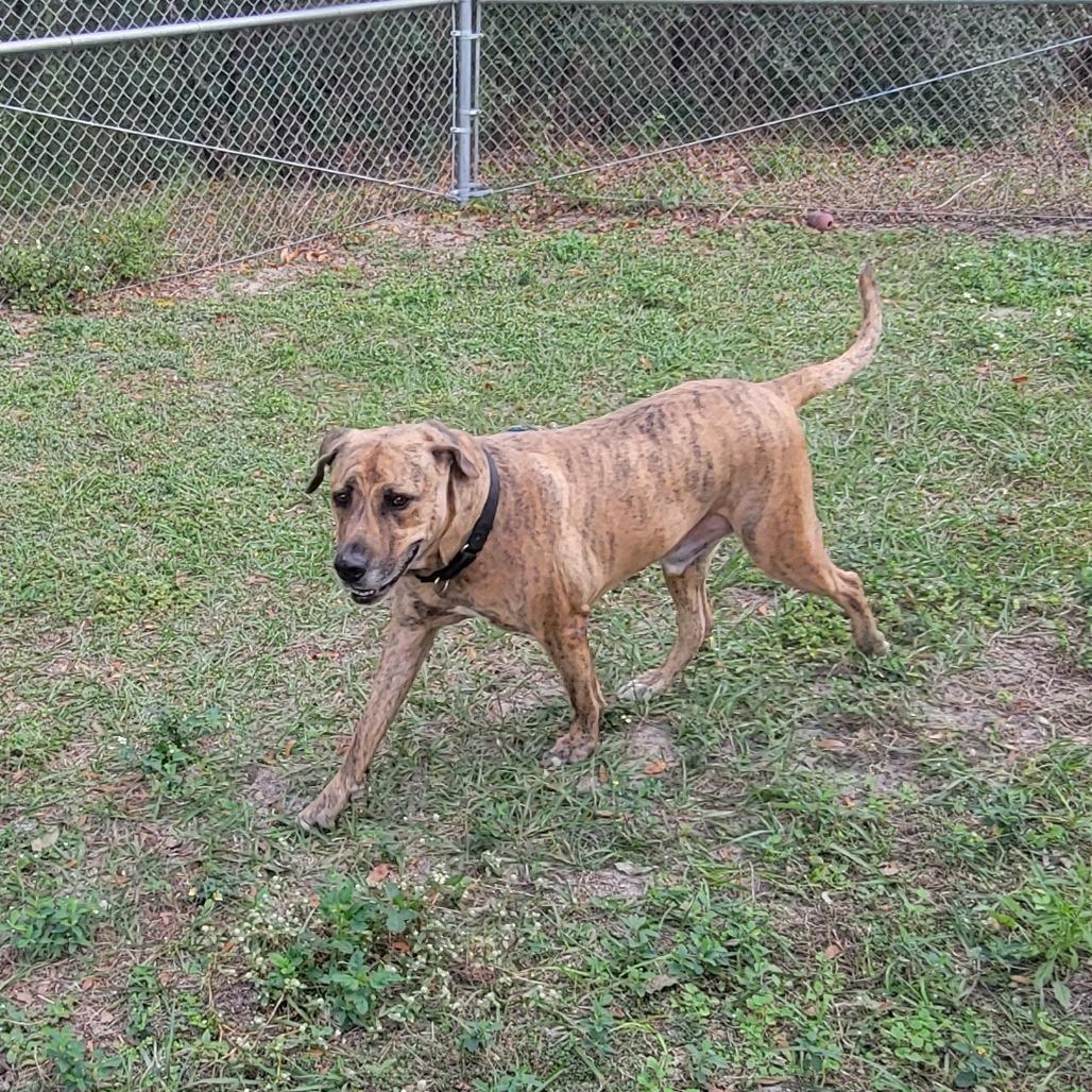 Tyson, Adoptable, Senior Male Mixed Breed.