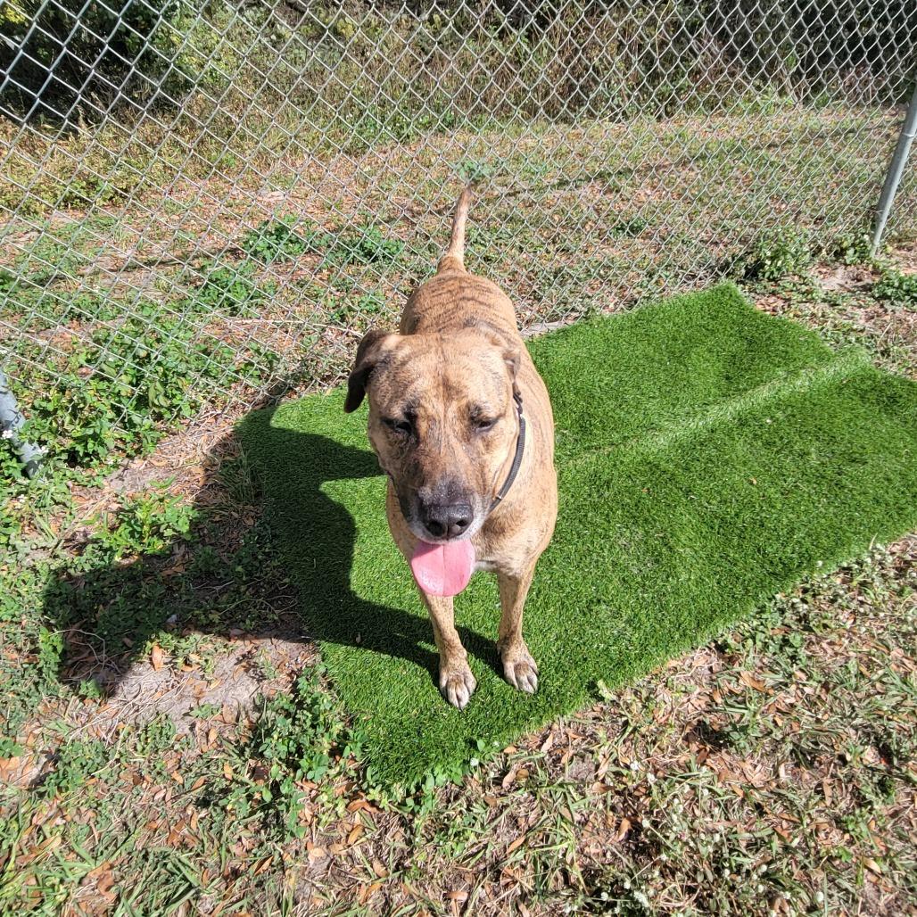 Enlarge Tyson, a Adoptable Mixed Breed in Lake Panasoffkee, FL image 3/6