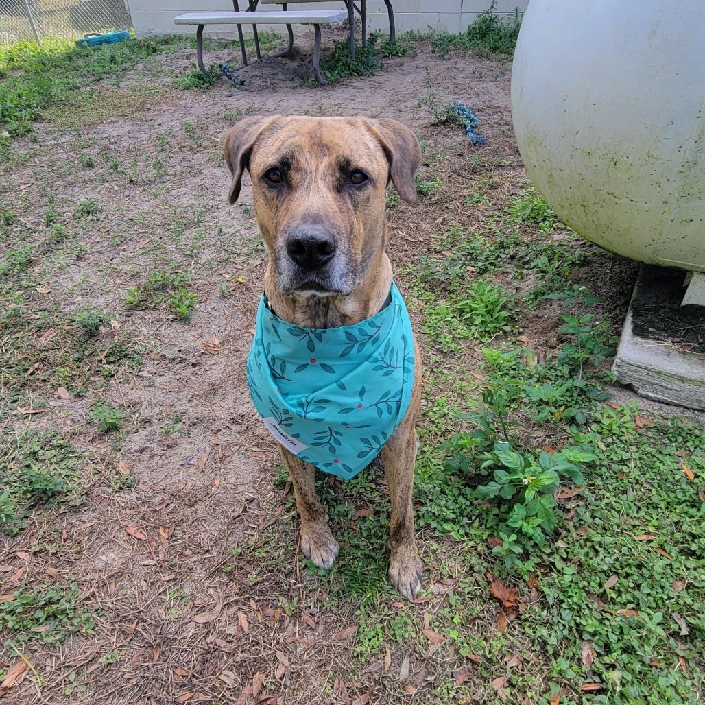 Enlarge Tyson, a Adoptable Mixed Breed in Lake Panasoffkee, FL image 3/6