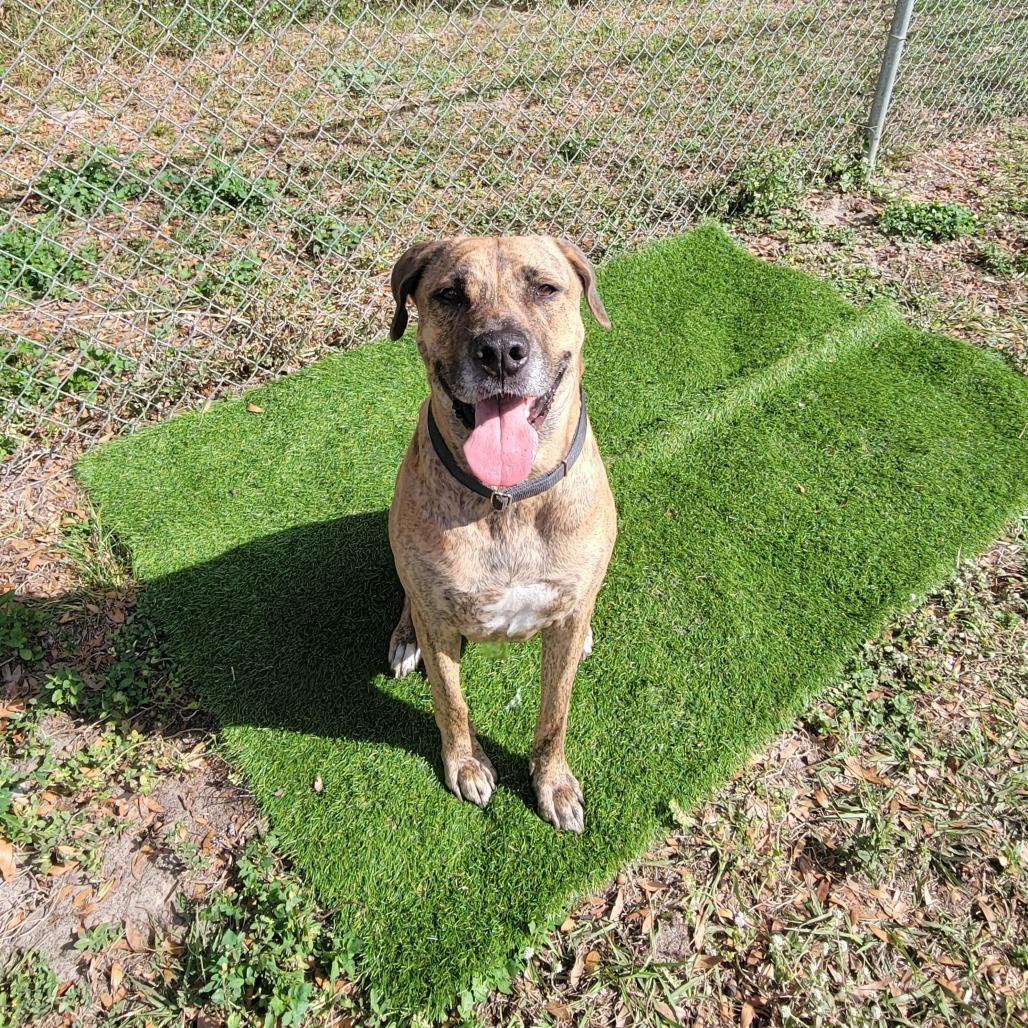 Enlarge Tyson, a Adoptable Mixed Breed in Lake Panasoffkee, FL image 5/6