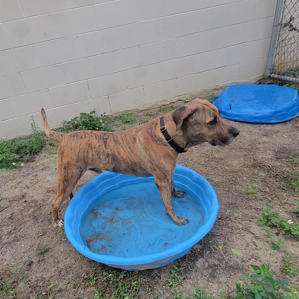 Enlarge Tyson, a Adoptable Mixed Breed in Lake Panasoffkee, FL image 6/6