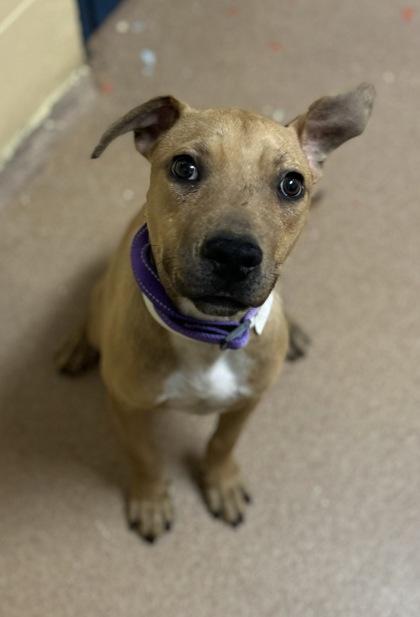 Enlarge Mahogany, a Adoptable mixed breed in Sanford, FL image 1/1