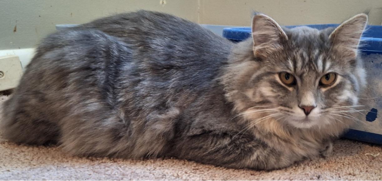 Enlarge Damon & Stefan, an adopted Domestic Long Hair in Cincinnati, OH image 3/3