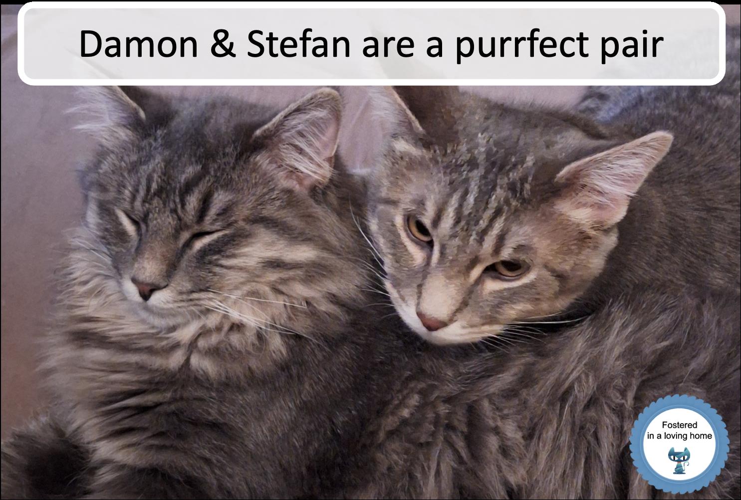 Enlarge Damon & Stefan, an adopted Domestic Long Hair in Cincinnati, OH image 1/3