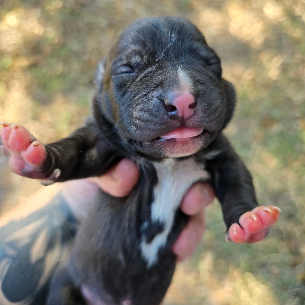 Enlarge Lamborghini, a Adoptable Mixed Breed in Williston, FL image 1/3