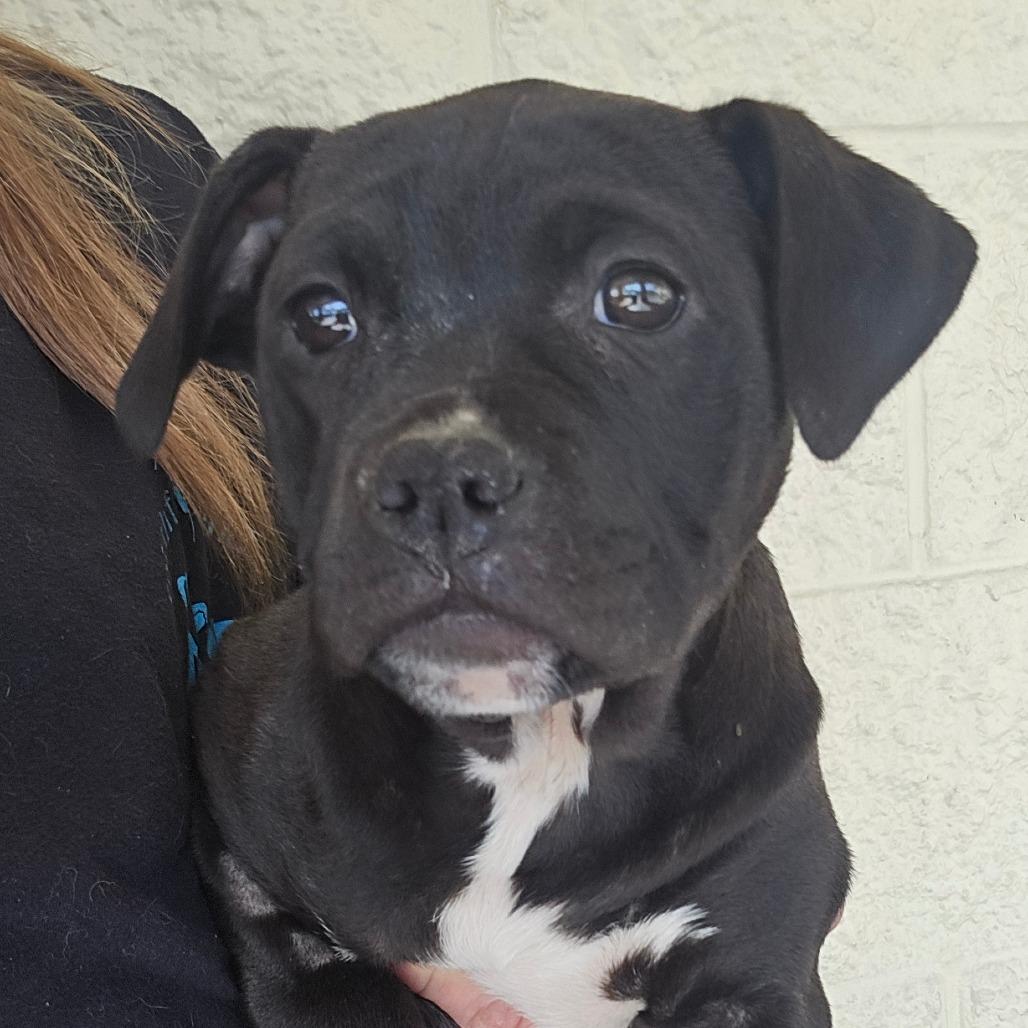 Enlarge Lamborghini, a Adoptable Mixed Breed in Williston, FL image 2/3