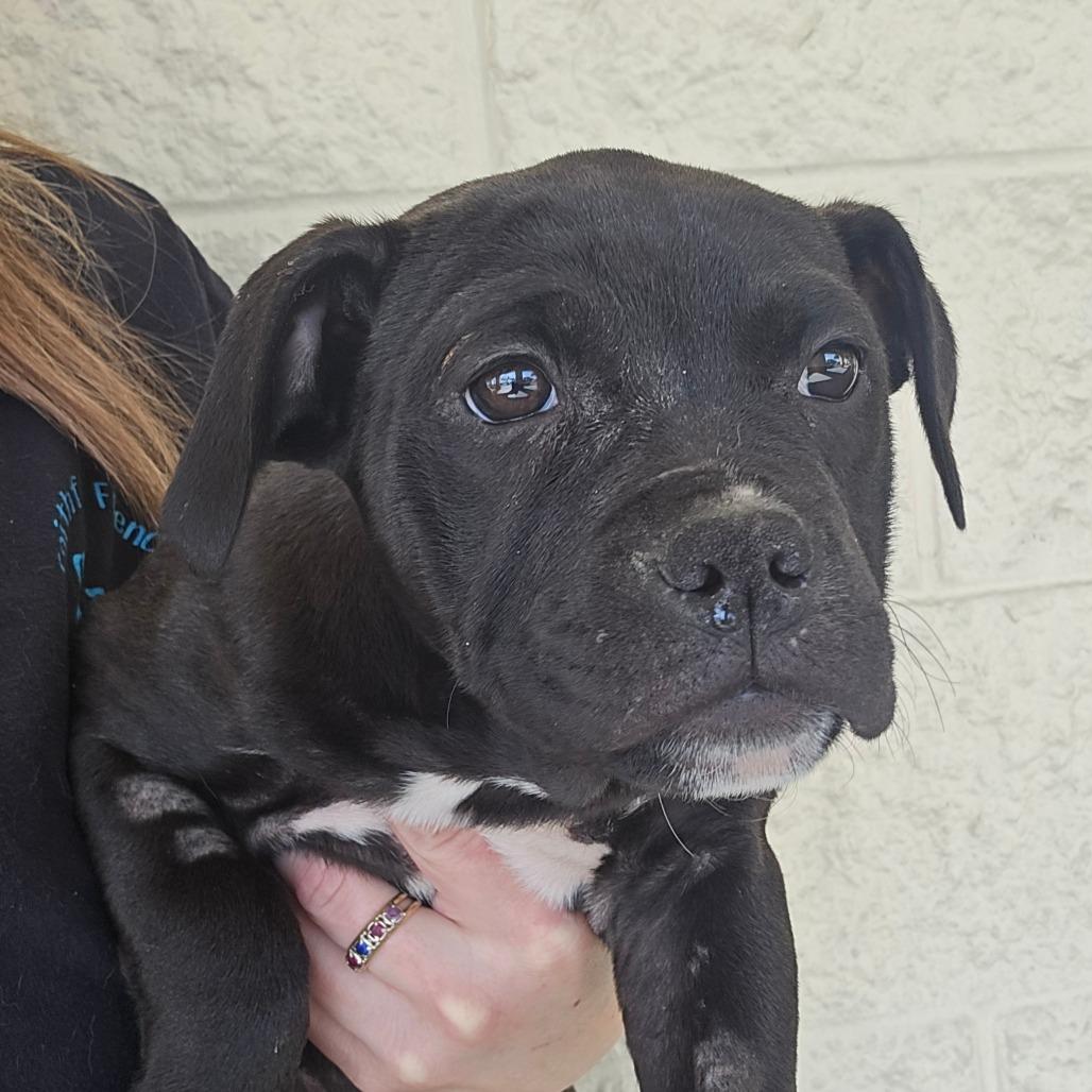 Enlarge Lamborghini, a Adoptable Mixed Breed in Williston, FL image 3/3