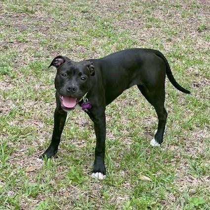 Enlarge Lamborghini, a Adoptable Mixed Breed in Williston, FL image 4/6