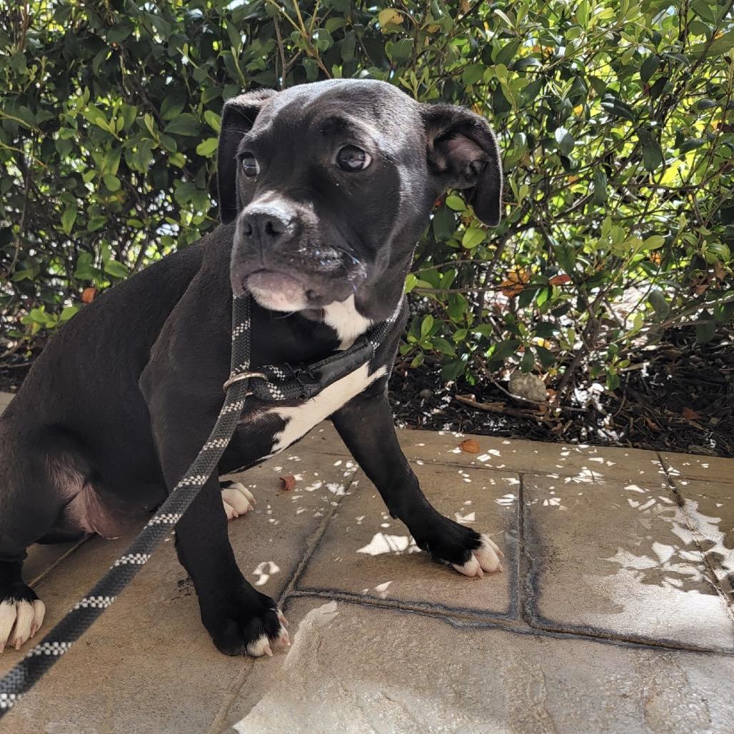Enlarge Lamborghini, a Adoptable Mixed Breed in Williston, FL image 4/5