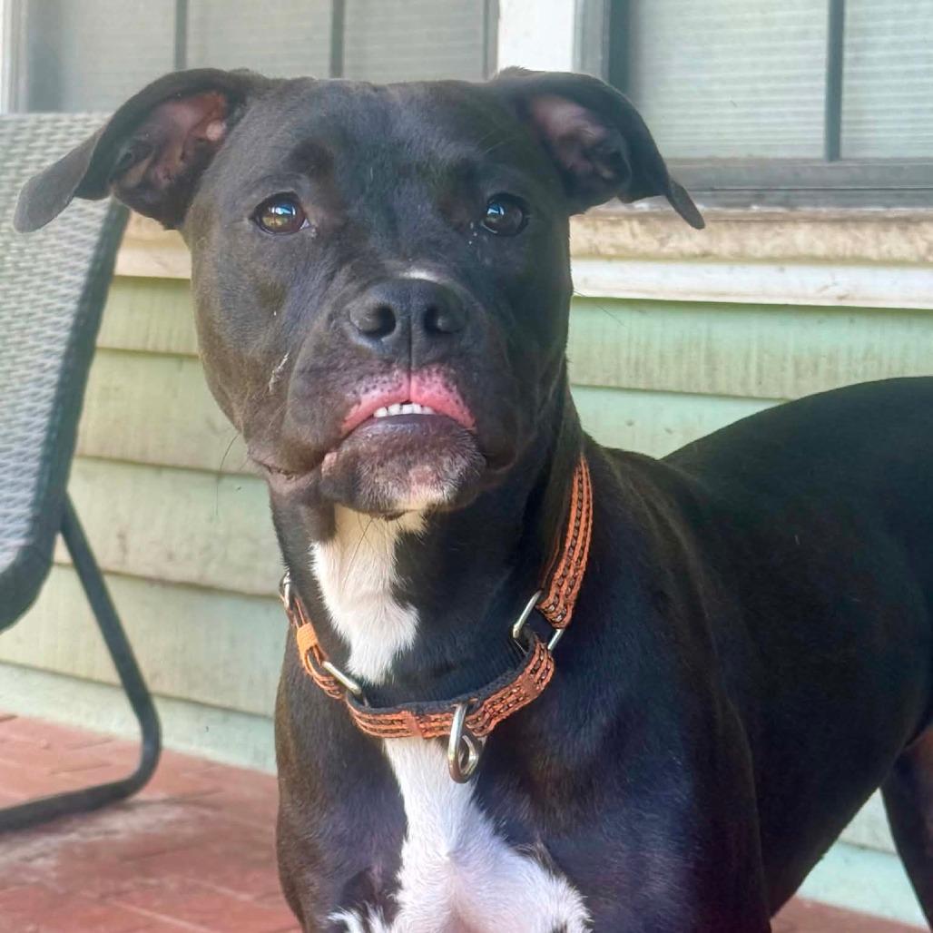 Enlarge Lambi, a Adoptable Mixed Breed in Williston, FL image 5/6