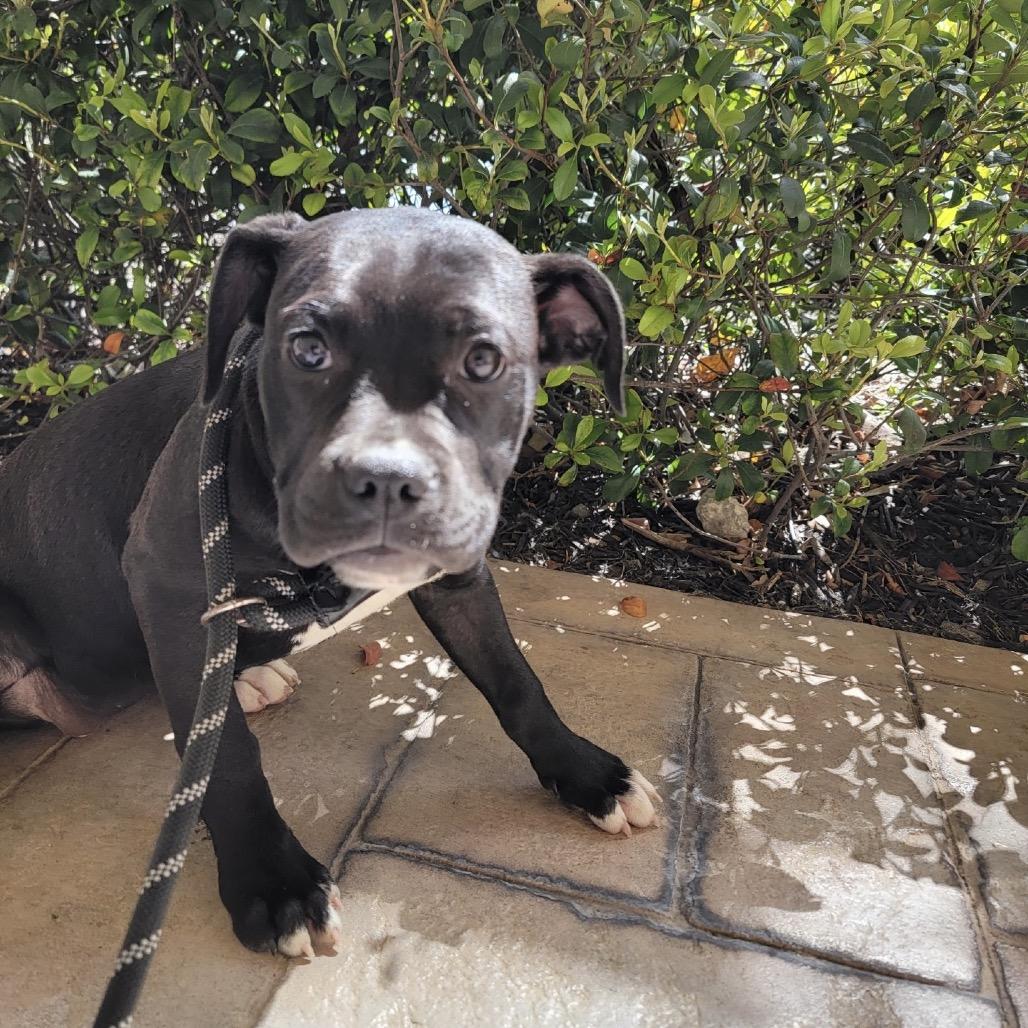 Enlarge Lamborghini, a Adoptable Mixed Breed in Williston, FL image 5/5