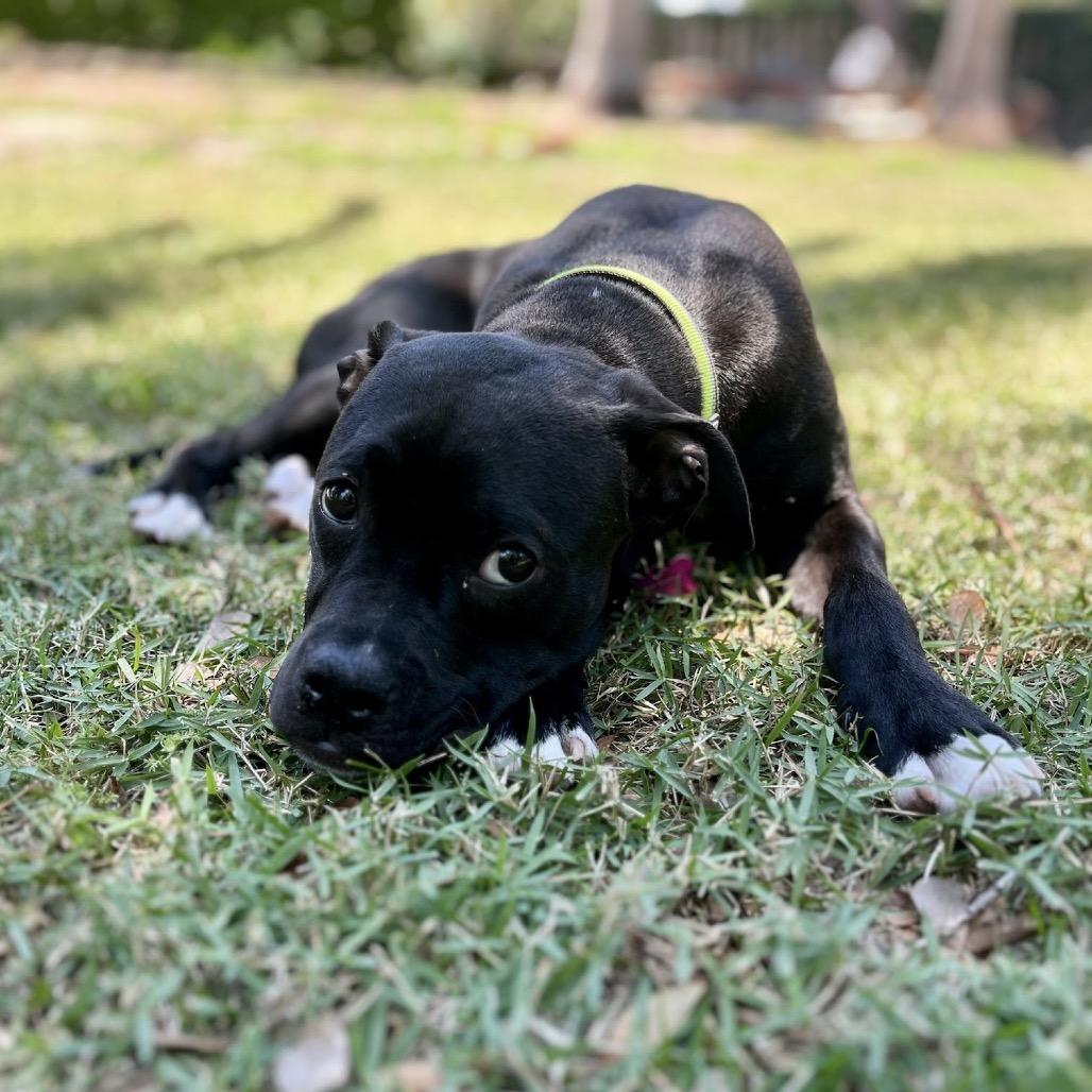 Enlarge Lambi, a Adoptable Mixed Breed in Williston, FL image 6/6