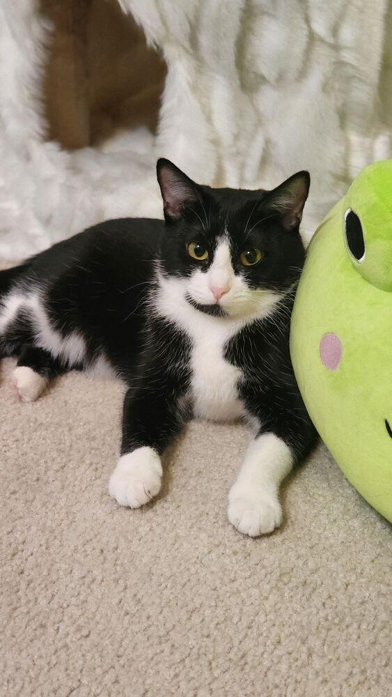 Vaquita Chickpita — thumbnail 3