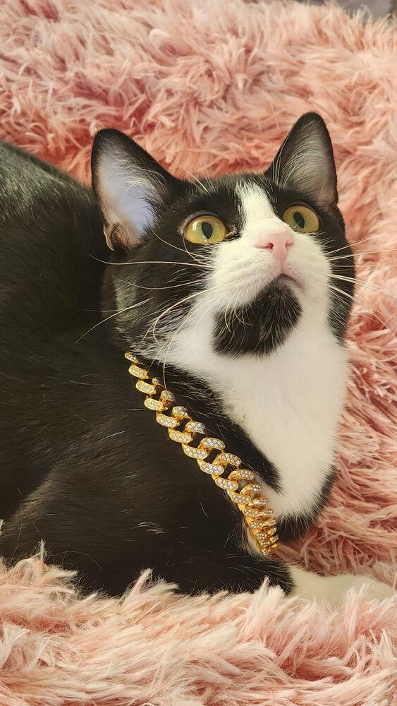 Vaquita Chickpita — thumbnail 4