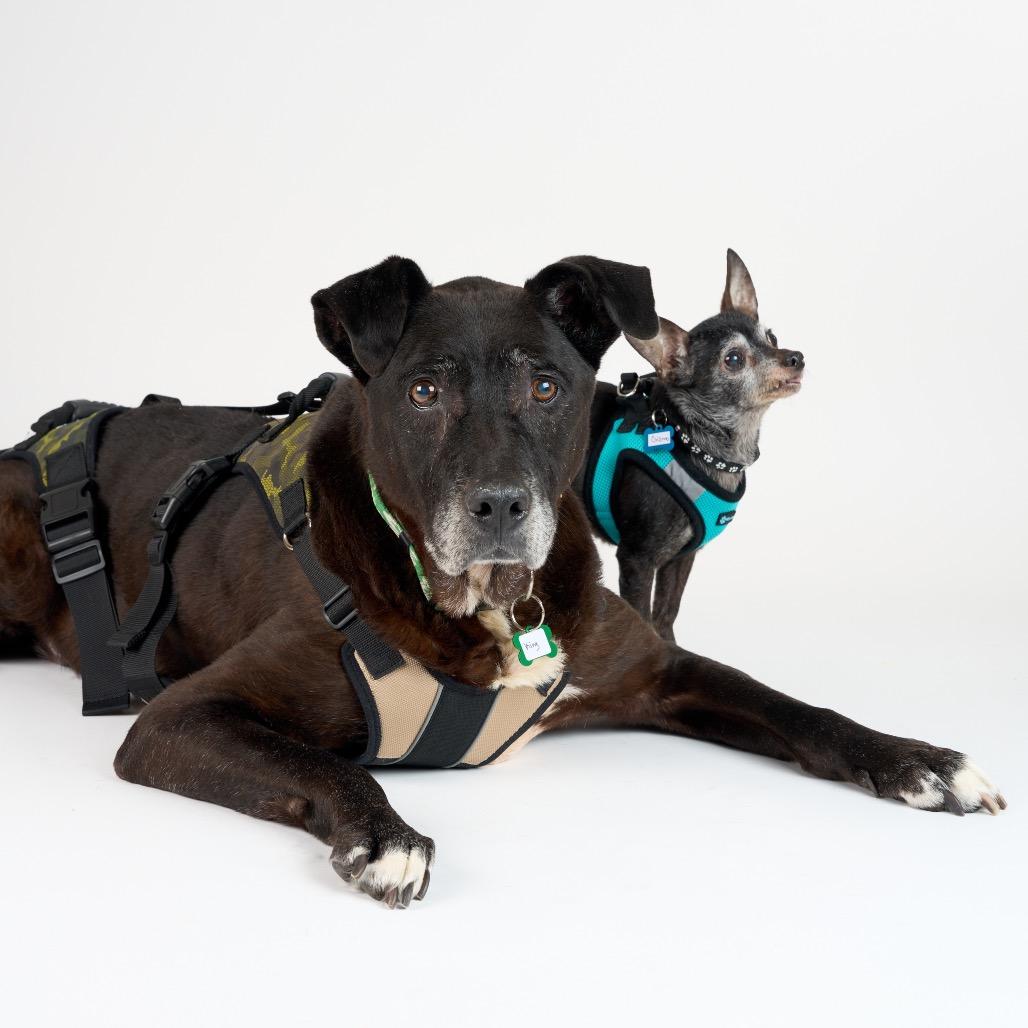 Gizmo 13694, Adoptable, Senior Male Chihuahua.