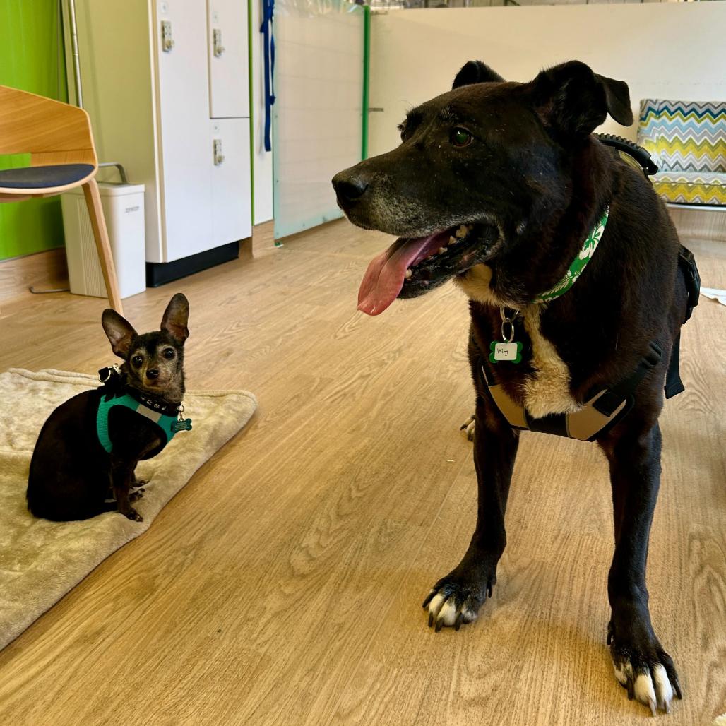 Enlarge Gizmo 13694, a Adoptable Chihuahua in San Francisco, CA image 2/6