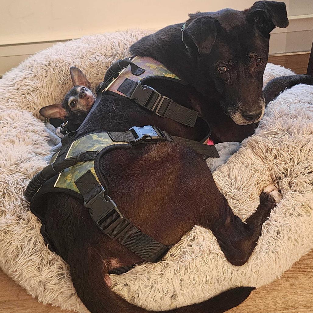 Enlarge Gizmo 13694, a Adoptable Chihuahua in San Francisco, CA image 3/6