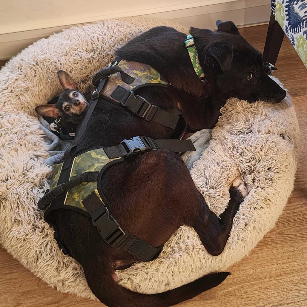 Enlarge Gizmo 13694, a Adoptable Chihuahua in San Francisco, CA image 4/6