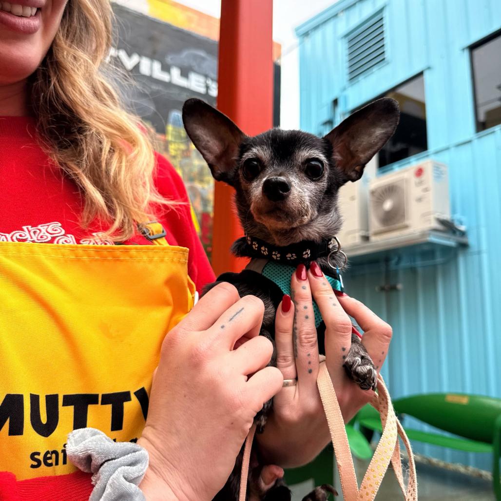 Enlarge Gizmo 13694, a Adoptable Chihuahua in San Francisco, CA image 5/6