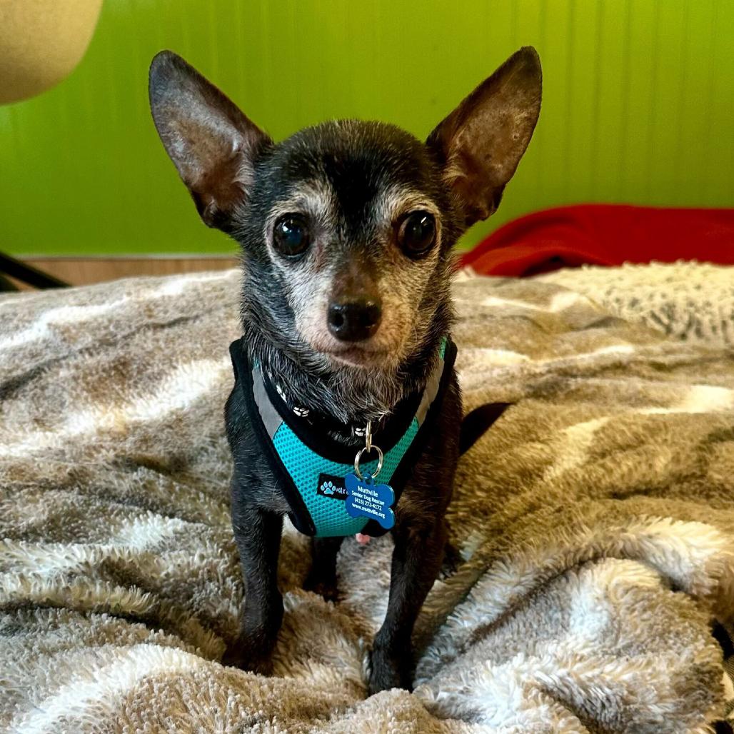 Enlarge Gizmo 13694, a Adoptable Chihuahua in San Francisco, CA image 6/6