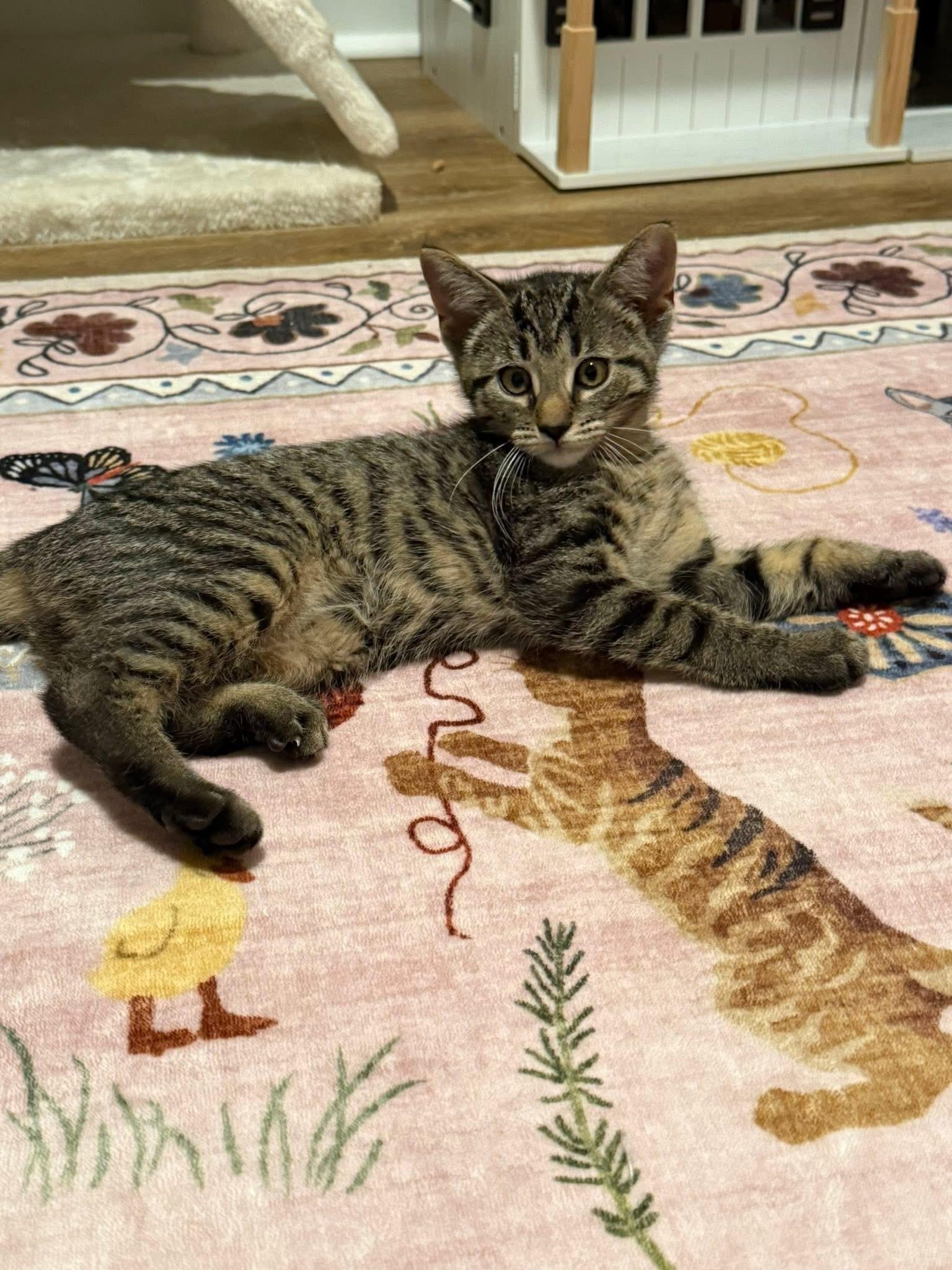 Benedict, ADOPTABLE, Kitten Male Domestic Short Hair.