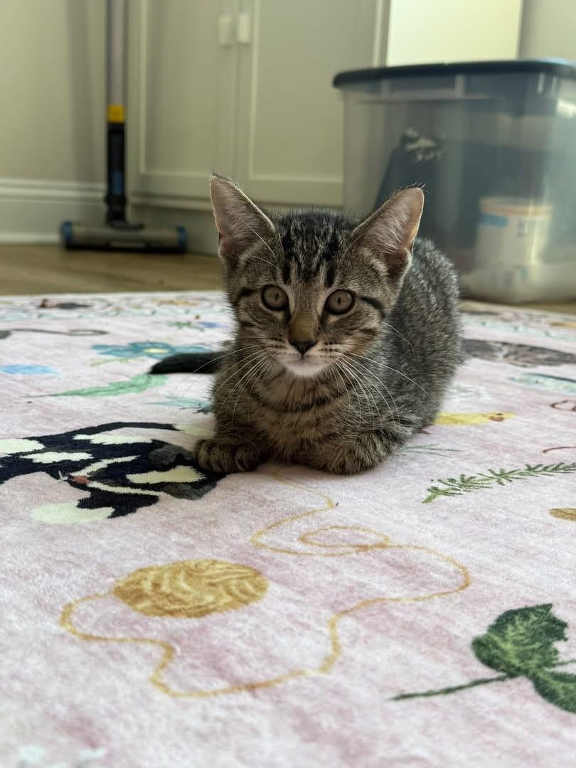 Enlarge Benedict, a ADOPTABLE Domestic Short Hair in Aberdeen, NC image 2/2