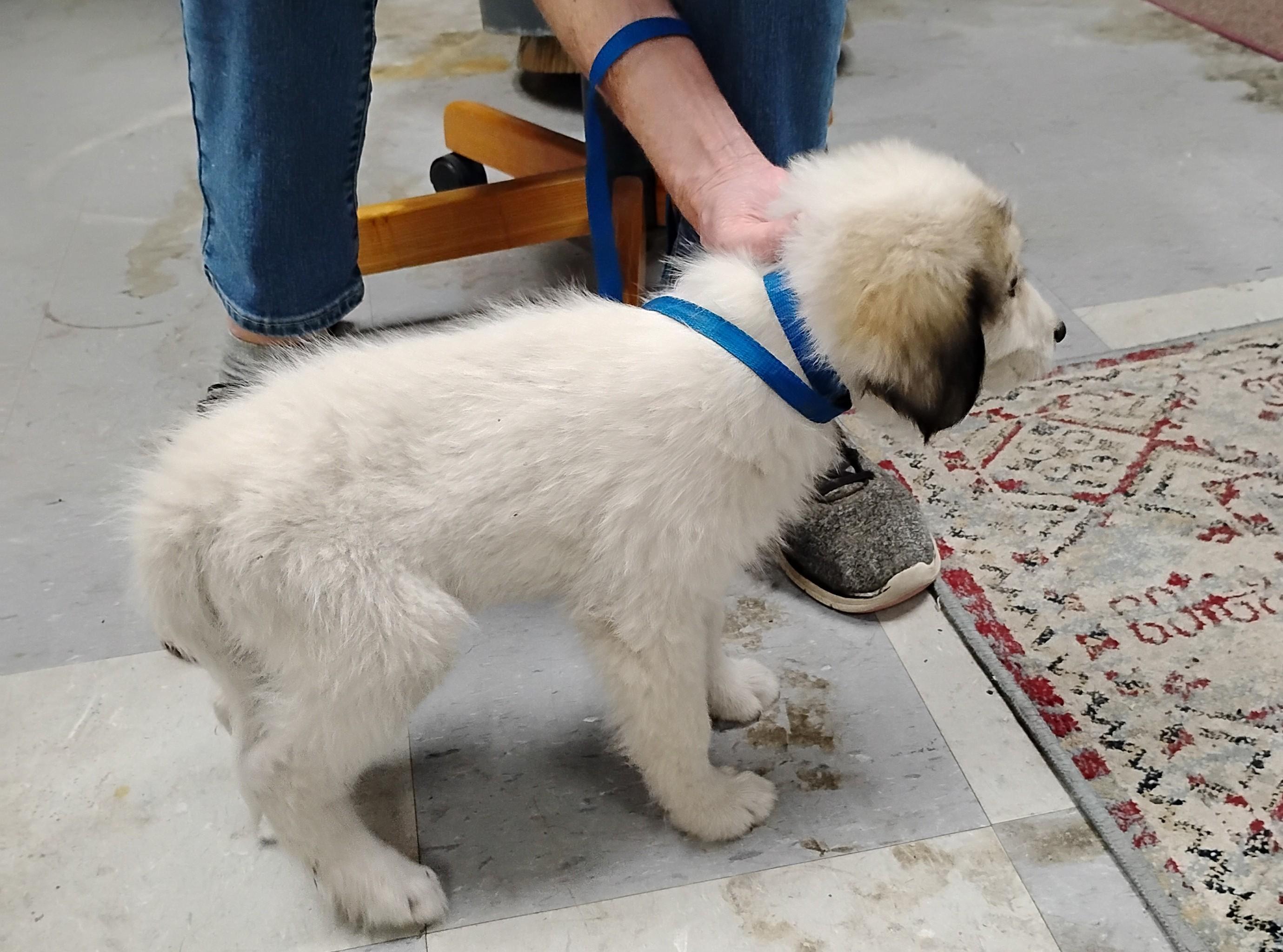 Enlarge Tiny, a Adoptable Great Pyrenees in Sulphur, OK image 3/3