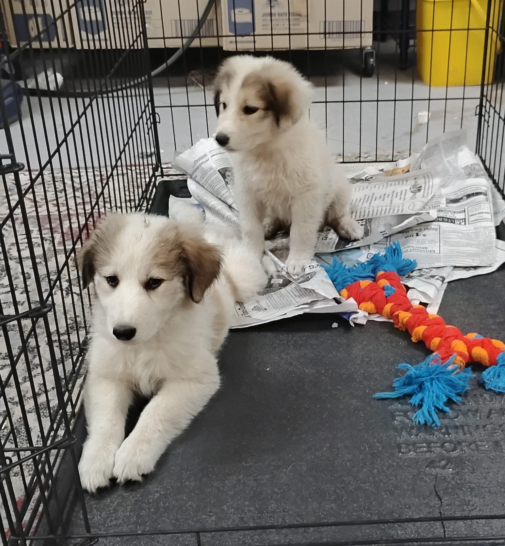 Tiny, Adoptable, Puppy Female Great Pyrenees.
