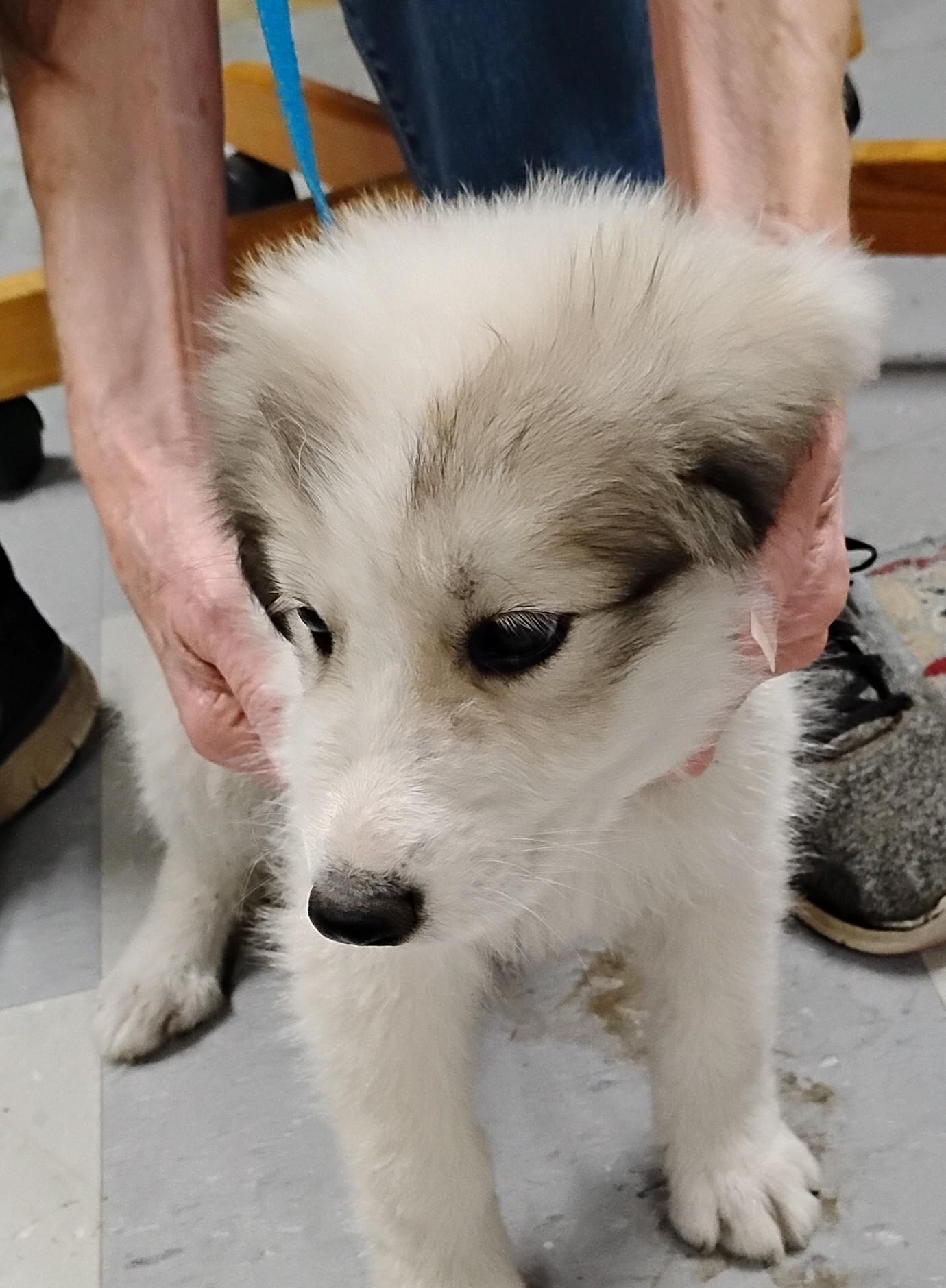 Enlarge Tiny, a Adoptable Great Pyrenees in Sulphur, OK image 2/3