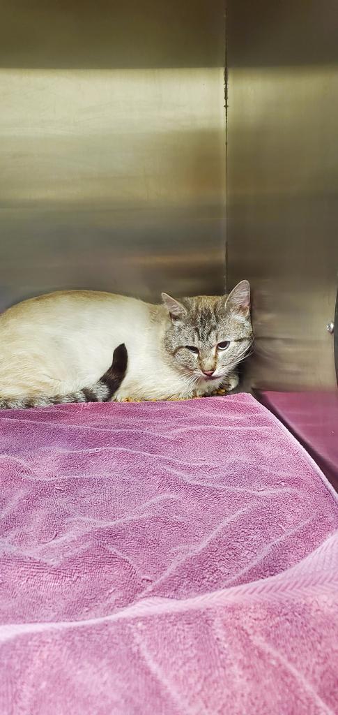 Enlarge Tom, a Adoptable Siamese in Great Bend, KS image 1/1