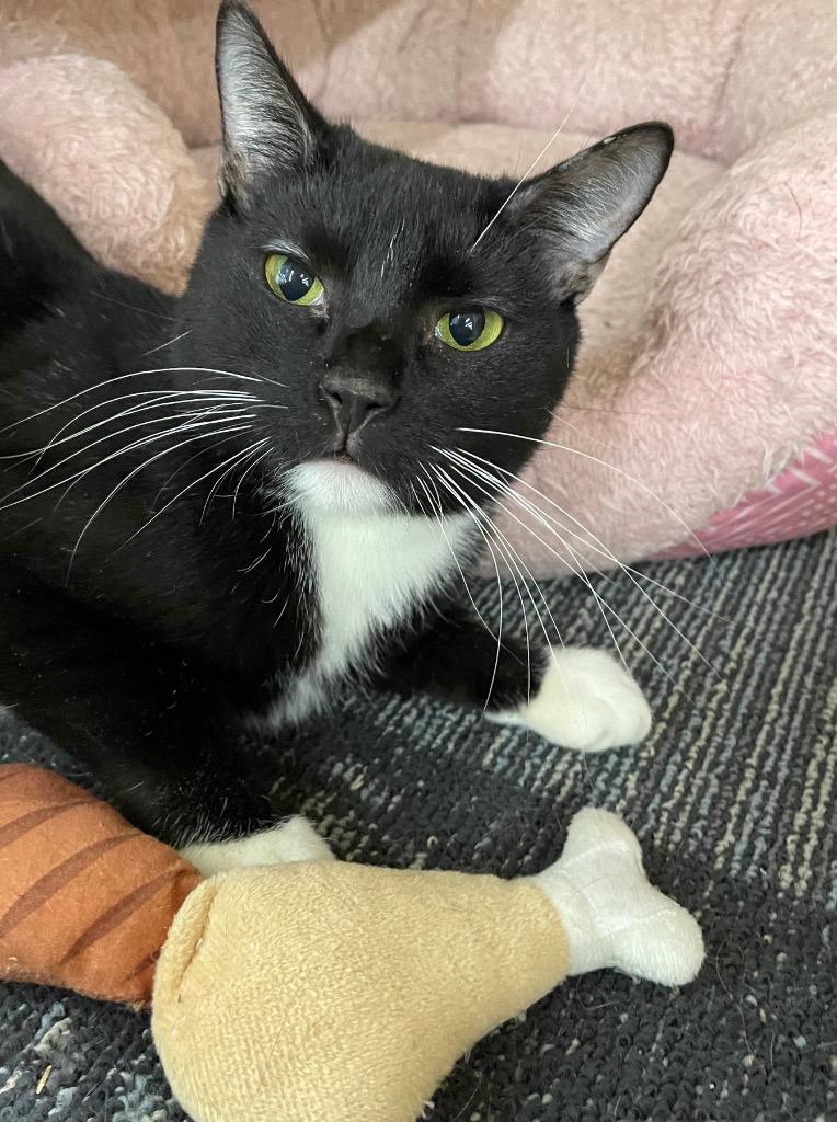 Jan, Adoptable, Adult Female Domestic Short Hair.