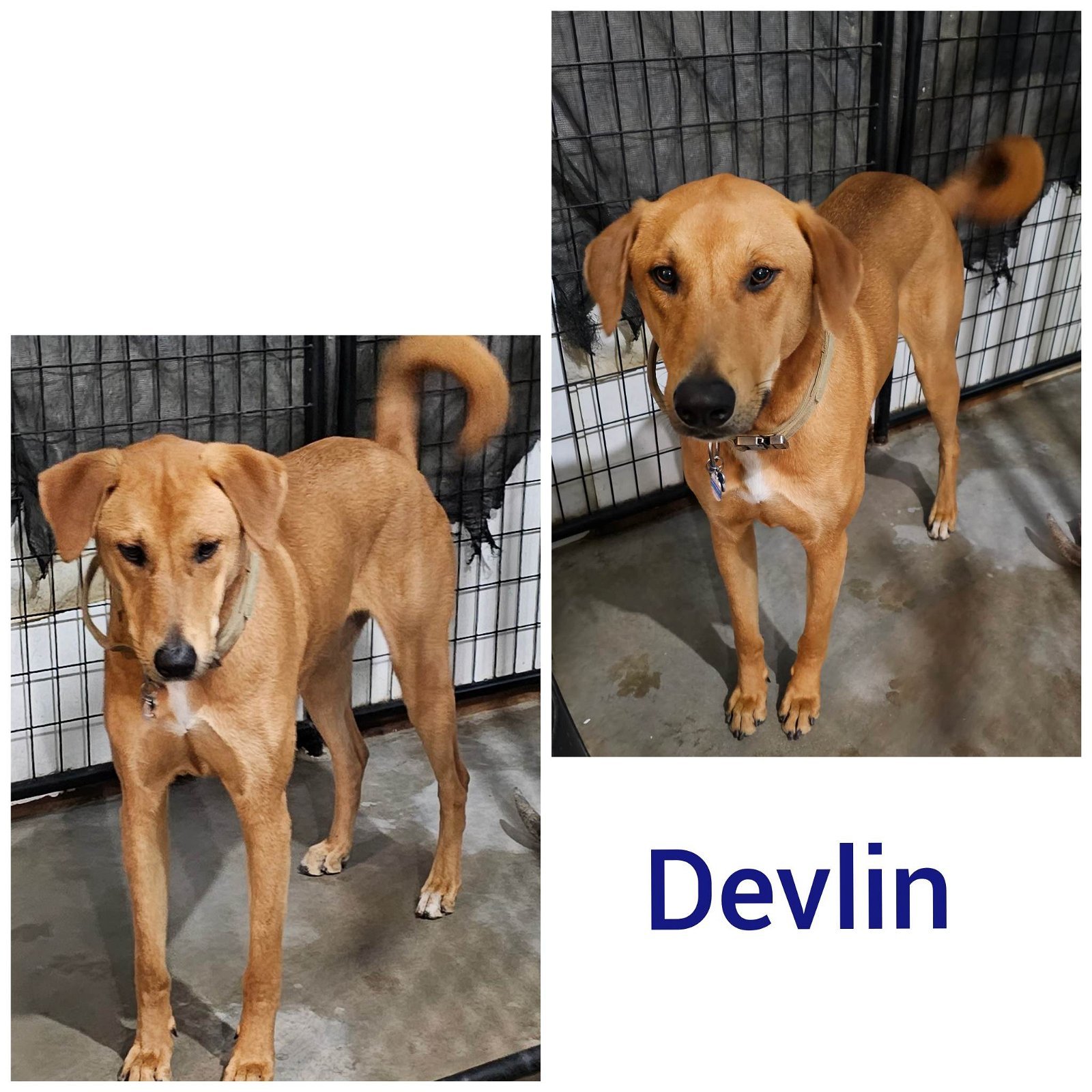 Devlin, a Adoptable mixed breed in Wrightwood, CA image 1/2