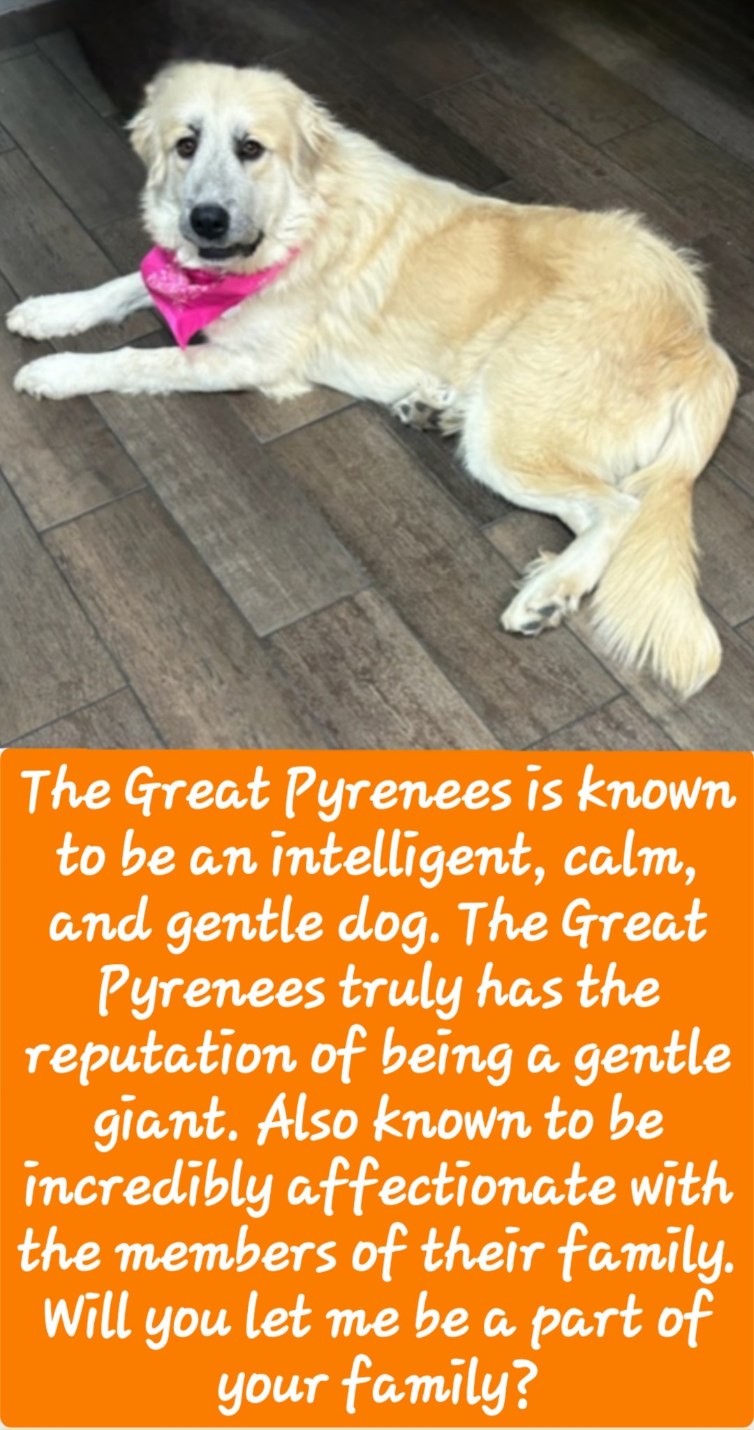 Ellie, Young Female Great Pyrenees