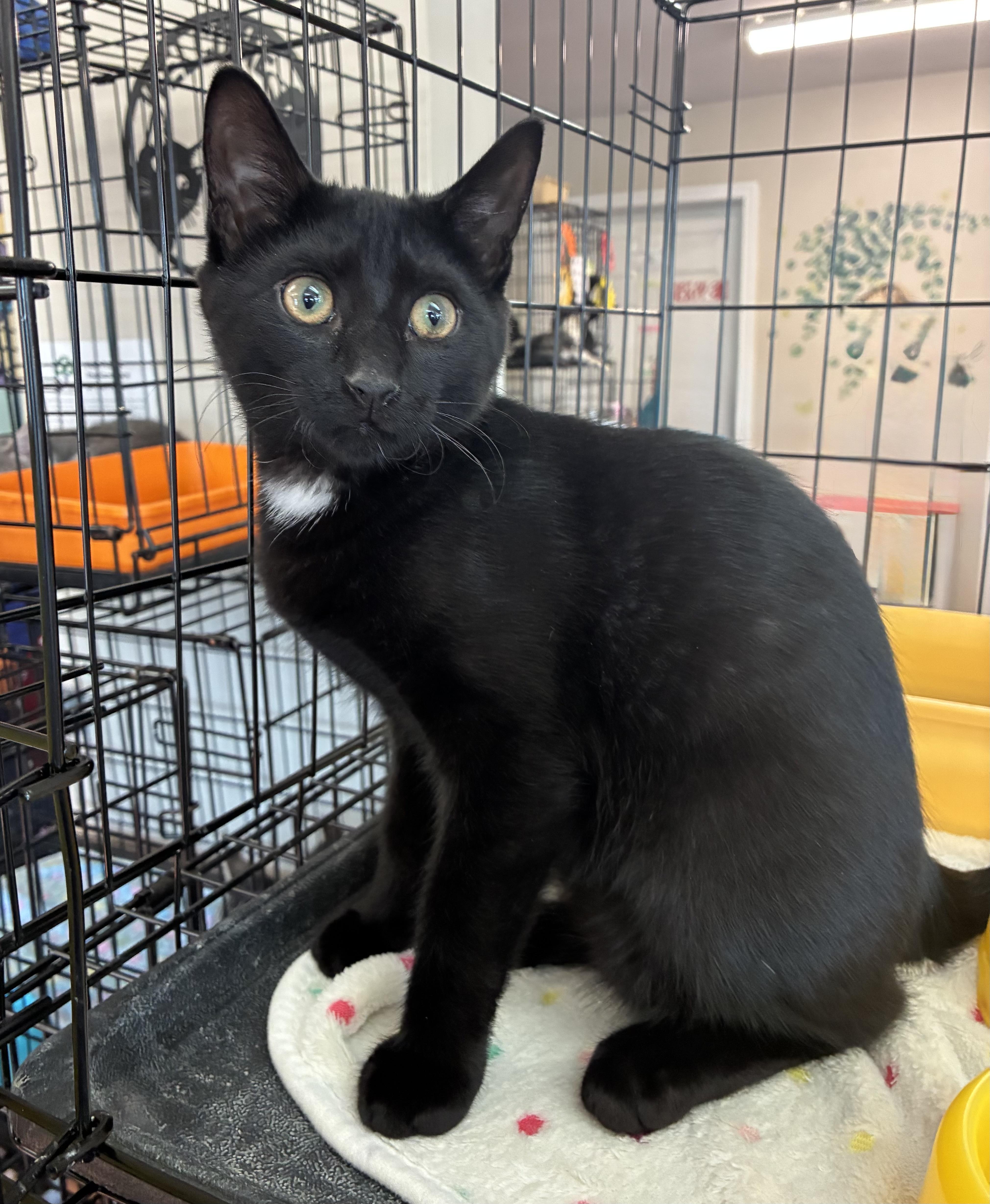 Enlarge Buster Brown, a ADOPTABLE Domestic Short Hair in Breinigsville, PA image 1/2