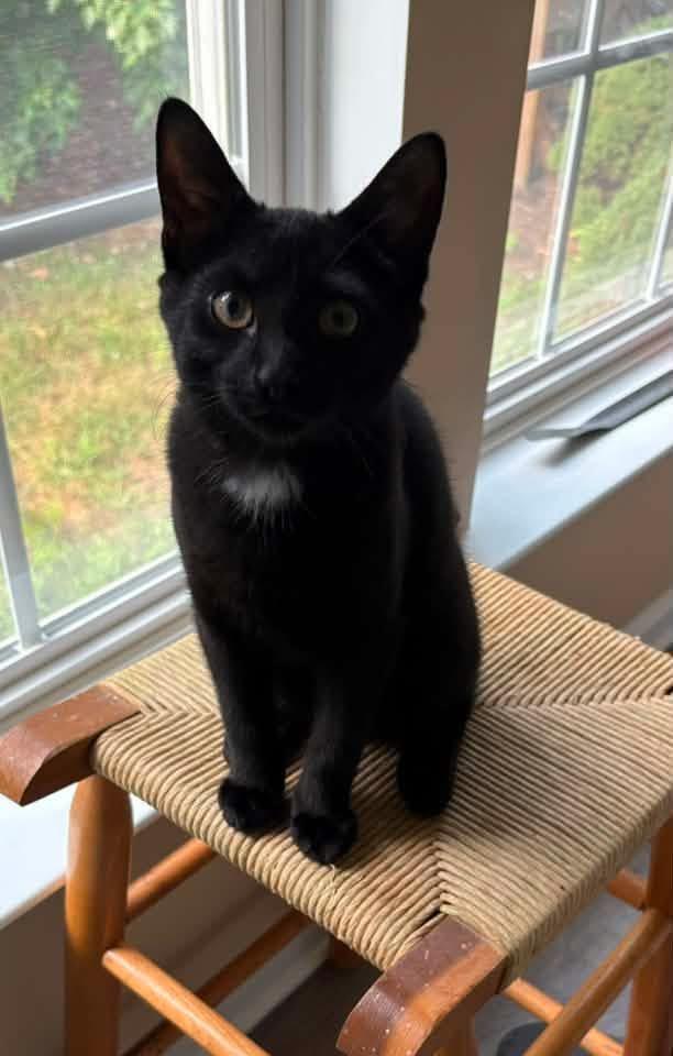 Enlarge Buster Brown, a ADOPTABLE Domestic Short Hair in Breinigsville, PA image 2/2