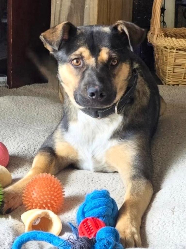 Enlarge Ebisu 2, a Adoptable mixed breed in Fort Lupton, CO image 2/5