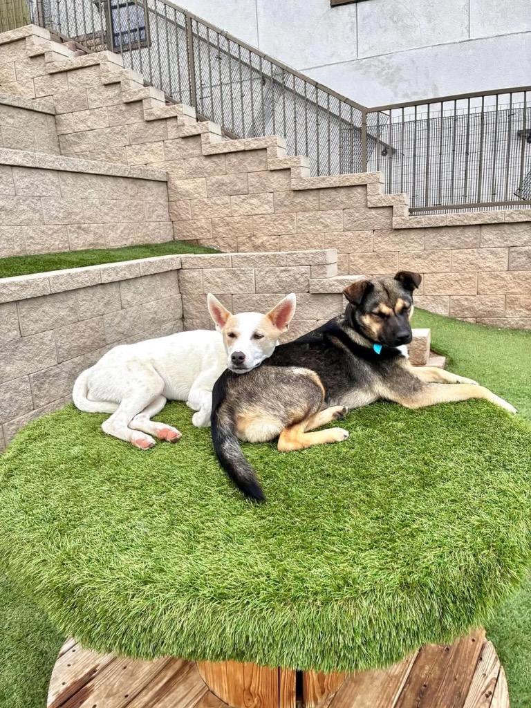 Ebisu 2, a Adoptable mixed breed in Fort Lupton, CO image 2/4