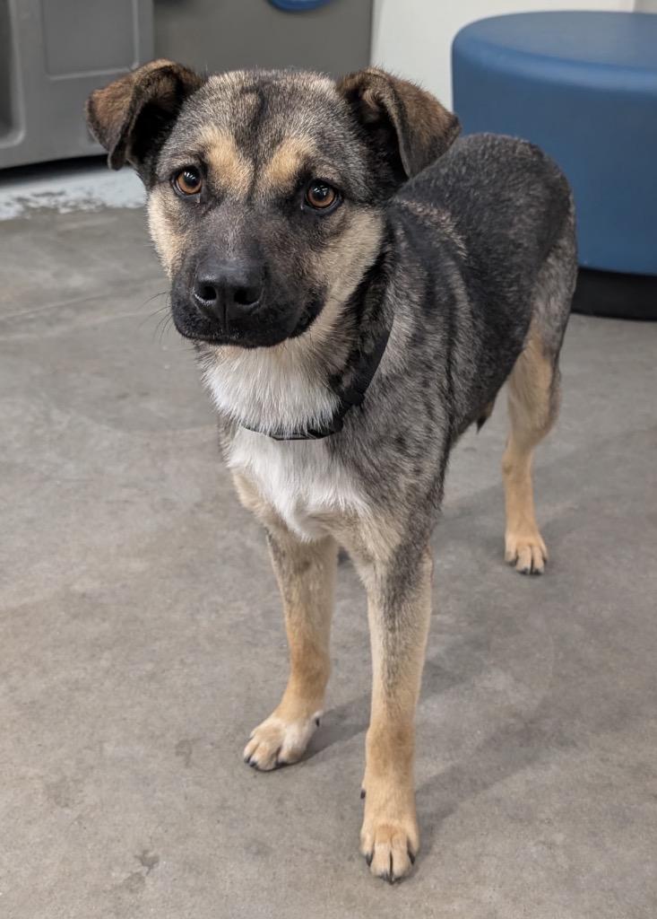 Ebisu 2, a Adoptable mixed breed in Fort Lupton, CO image 4/4
