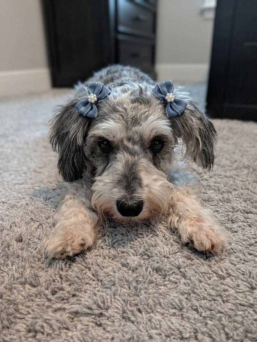 Enlarge Sherrie, a Adopted Schnauzer in Orlando, FL image 2/4
