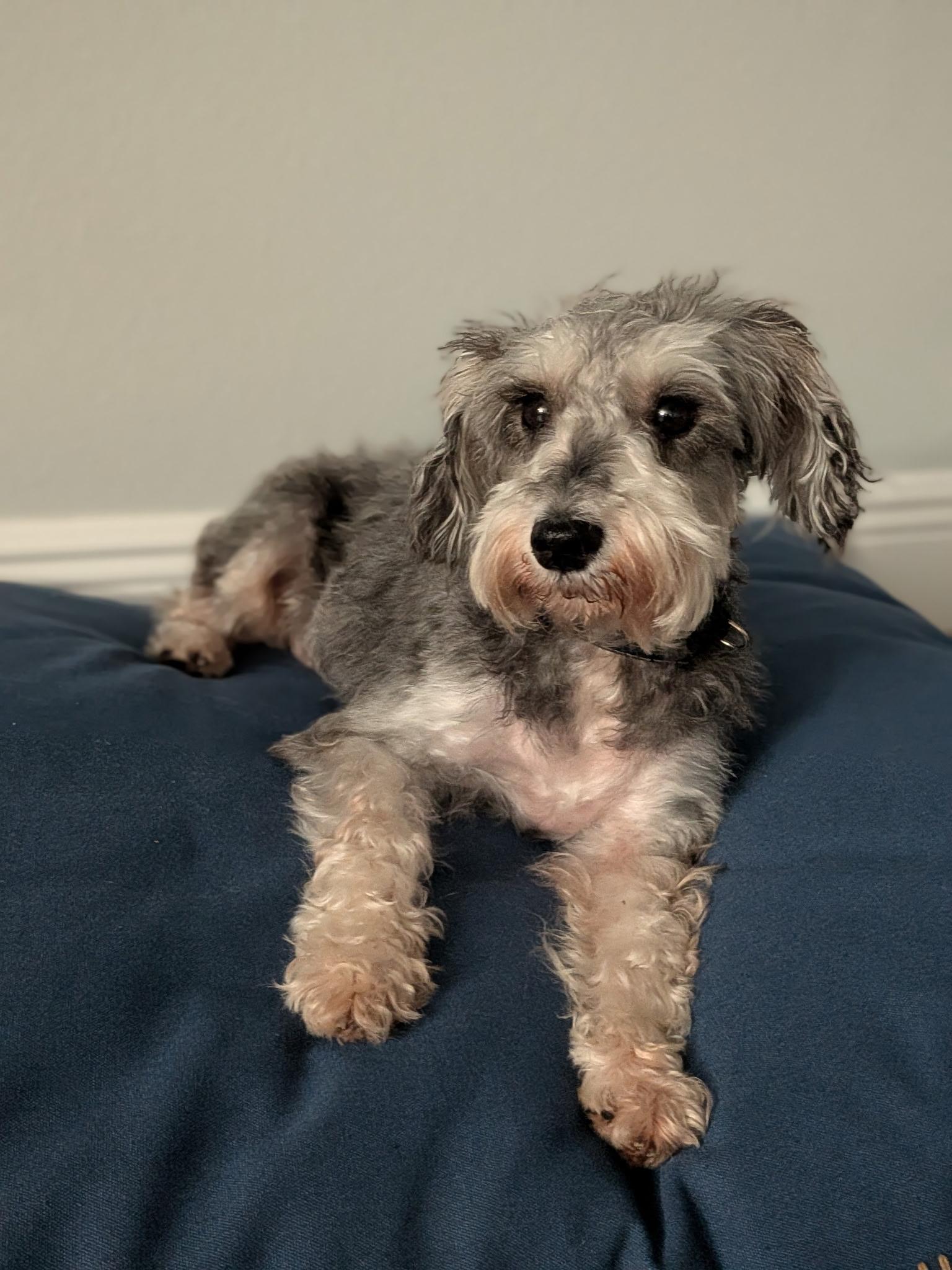Enlarge Sherrie, a Adopted Schnauzer in Orlando, FL image 3/4