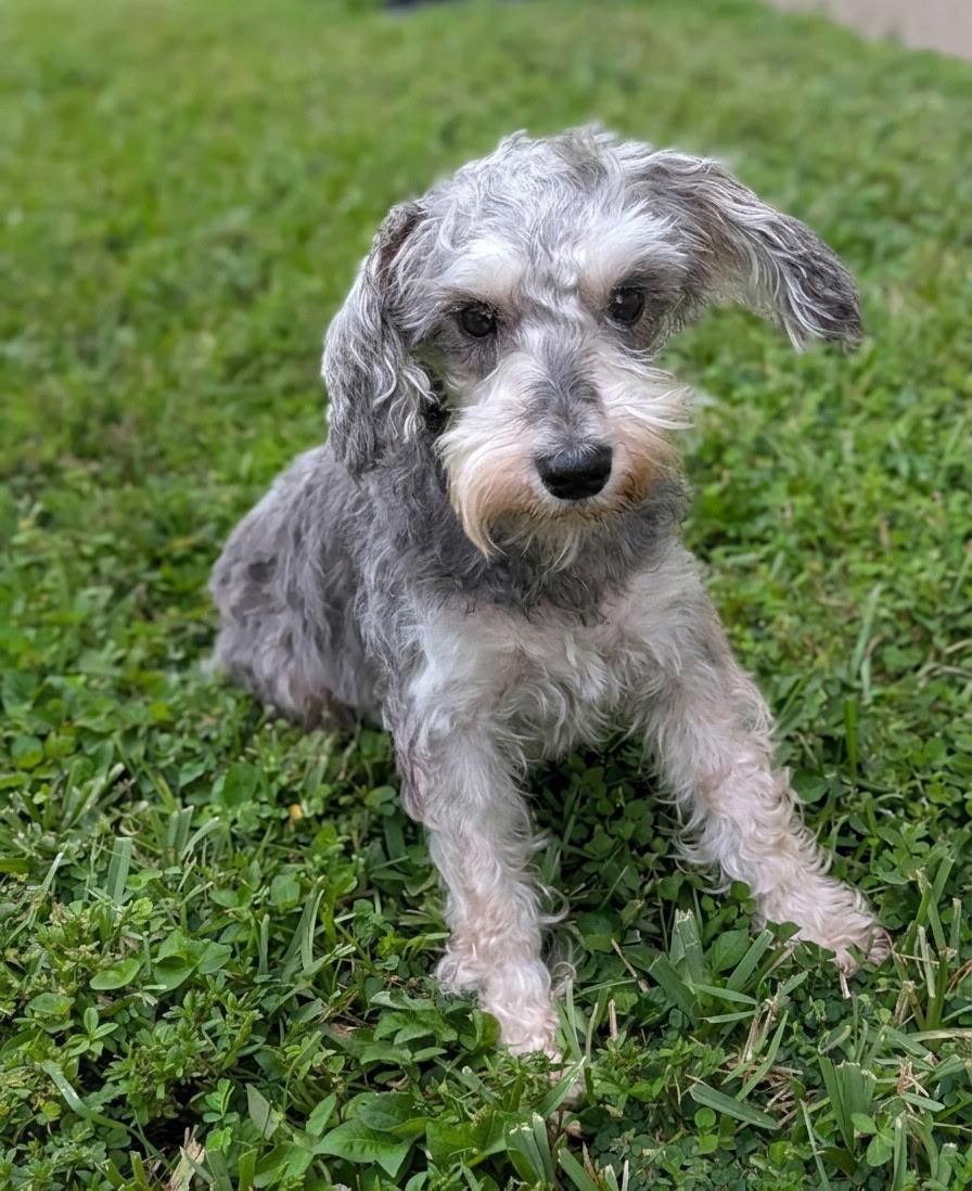 Sherrie, Adopted, Adult Female Schnauzer.