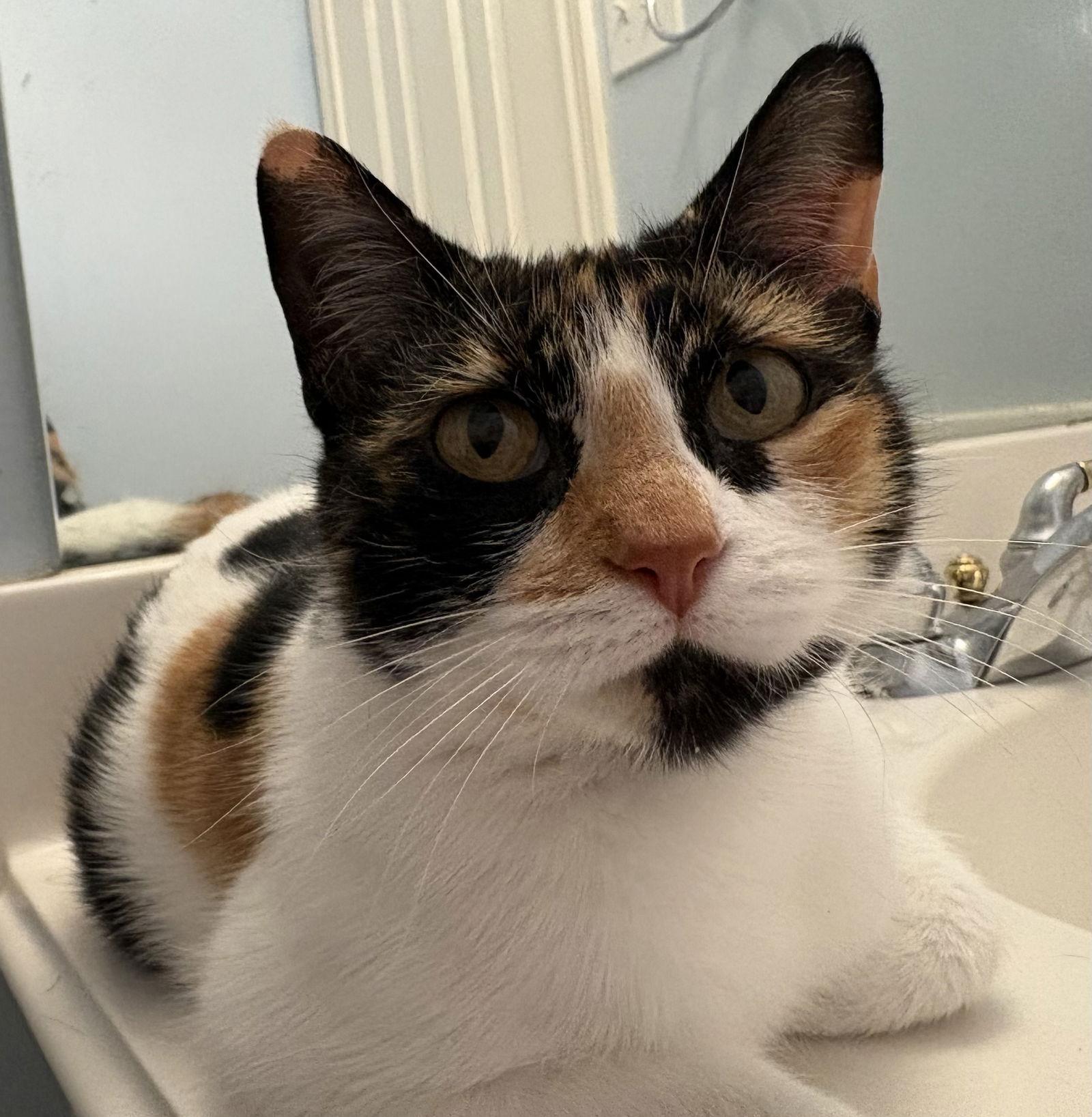 Enlarge Beatrix, a Adoptable Domestic Short Hair in McKinney, TX image 2/3