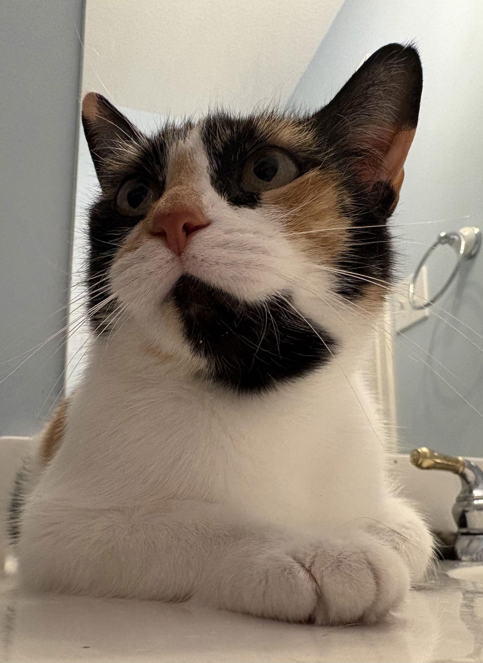 Enlarge Beatrix, a Adoptable Domestic Short Hair in McKinney, TX image 3/3