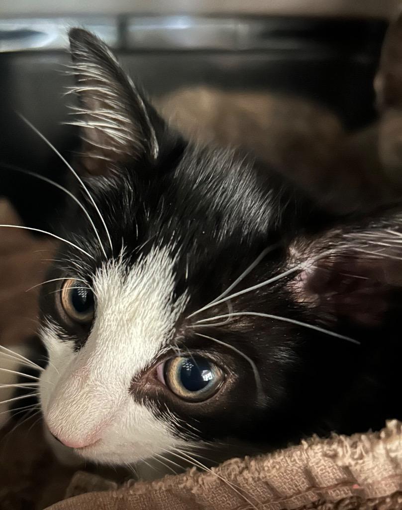 Enlarge Seville, a Adoptable mixed breed in Cumming, GA image 1/1