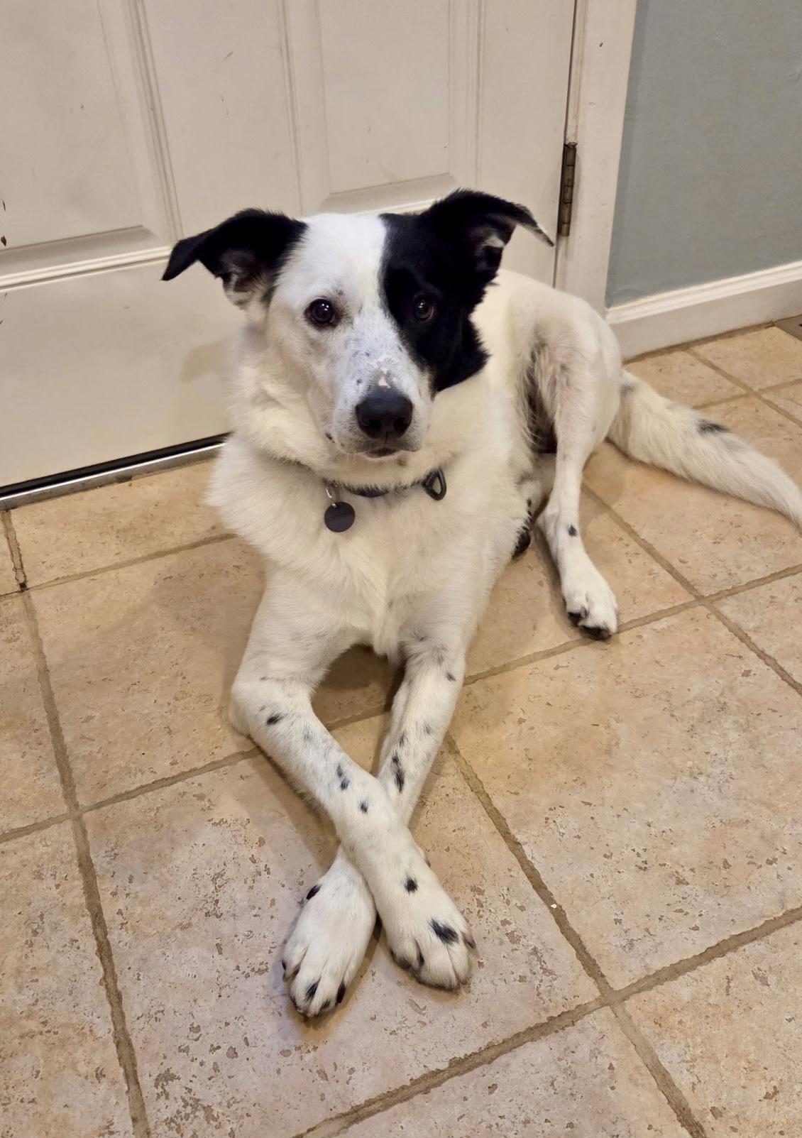 Enlarge SNOOPY, a ADOPTABLE mixed breed in Media, PA image 3/6
