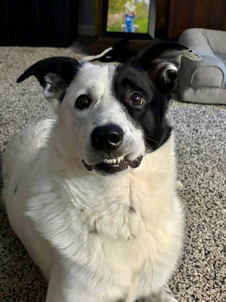 Enlarge SNOOPY, a ADOPTABLE mixed breed in Media, PA image 5/6