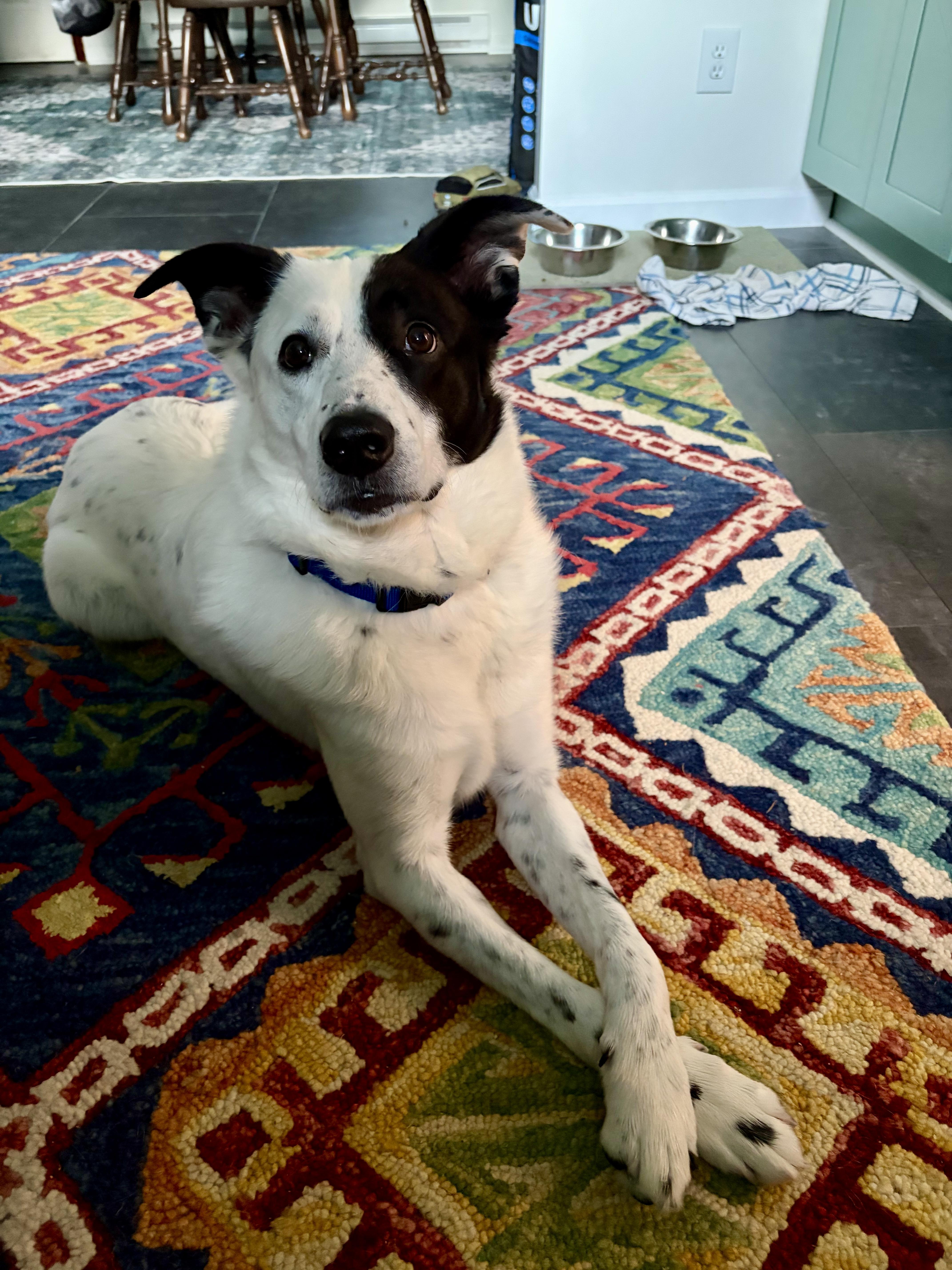 Enlarge SNOOPY, a ADOPTABLE mixed breed in Media, PA image 1/6