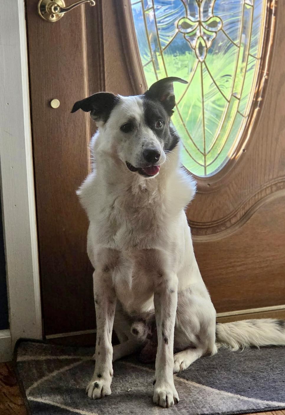 Enlarge SNOOPY, a ADOPTABLE mixed breed in Media, PA image 4/6