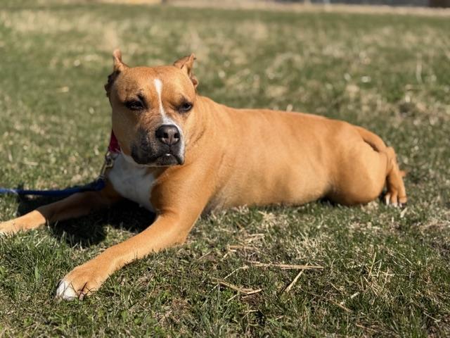 Enlarge Ginny, a Adoptable Pit Bull Terrier in Tomah, WI image 3/6