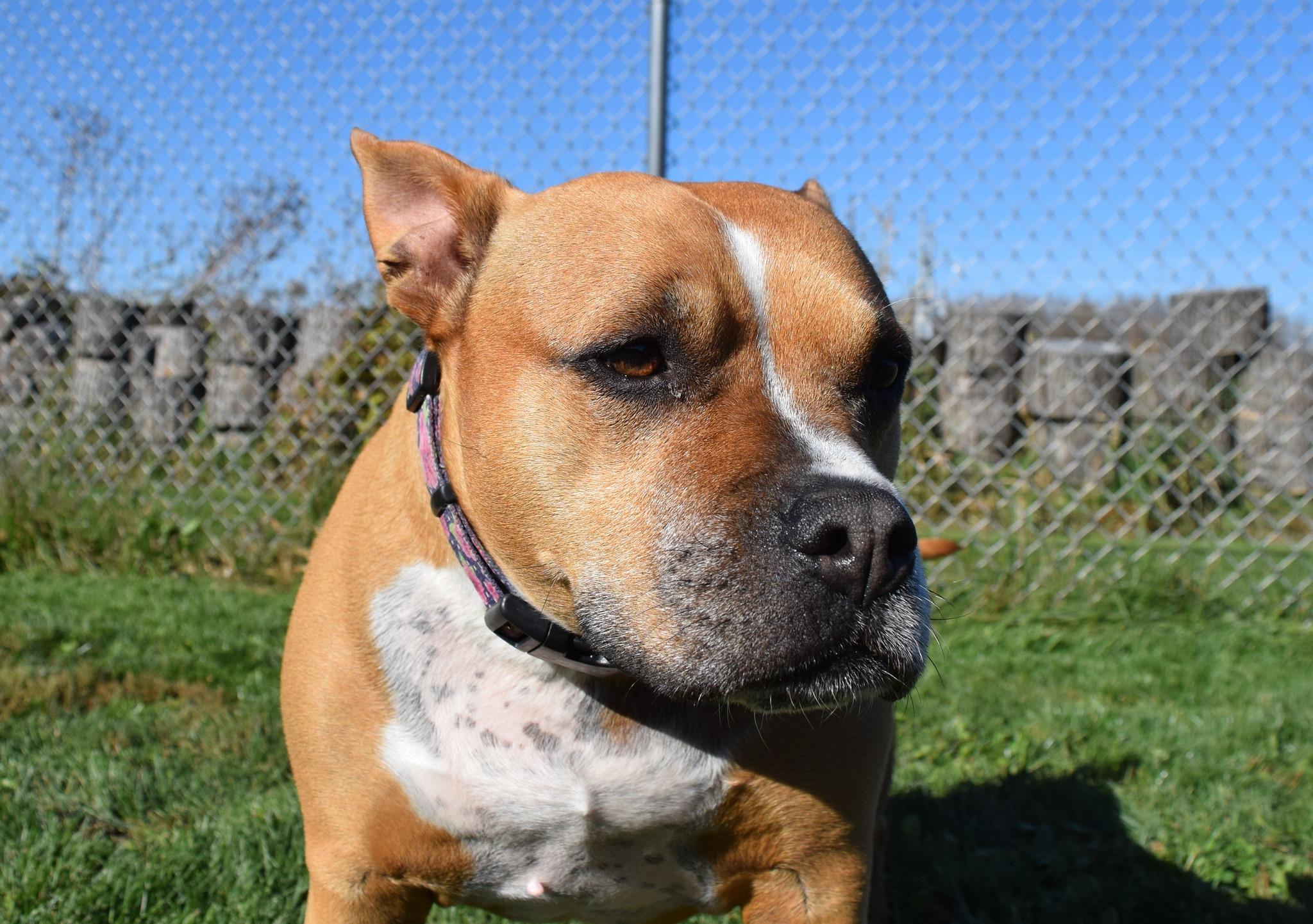 Ginny, Adoptable, Adult Female Pit Bull Terrier.